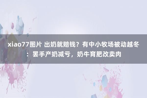 xiao77图片 出奶就赔钱？有中小牧场被动越冬：罢手产奶减亏，奶牛育肥改卖肉